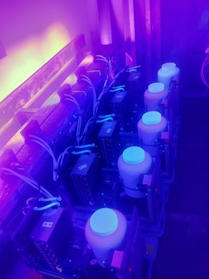 luz UV 365nm 385nm 395nm 405nm do roxo UV do módulo do diodo emissor de luz 1300W para a cura UV